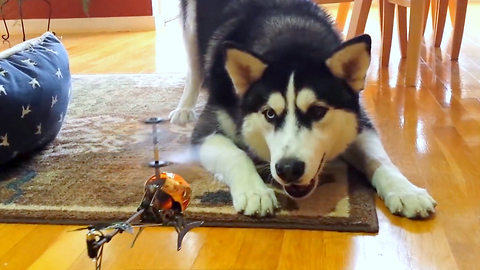 Siberian Husky unsure what to do with RC helicopter