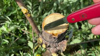 2nd Try at Bark Grafting a Persimmon Tree