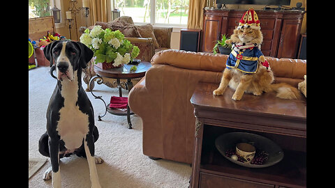 Funny Great Dane & Cat Prepare For The King's Coronation