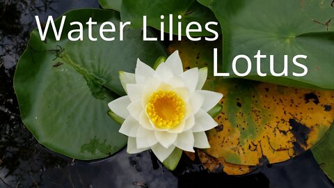 Water Lilies and Lotus Pond