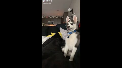 He is good smiler 😂😂😍 Cute dog video