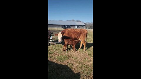 Momma cow feeding baby bull calf.