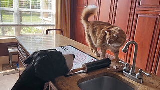 Funny Cat Uses Baking Mat For Great Dane Swatting Target Practice