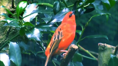 A male Red Fody sitting in a branch and singing # Bird # Bird Singing