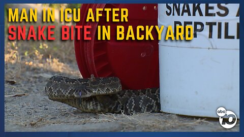 Man in ICU after snake bite in Allied Gardens