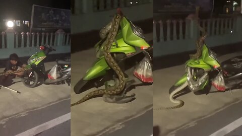 Python entered inside the scooter