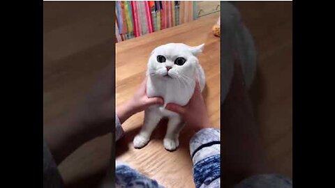 Most Satisfying Funny Cat Video 😂😂😂 #shorts