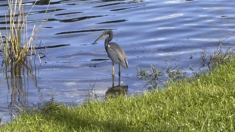 Tricolored Heron in Paradise- #4K #FYP #HDR #dolbyvision