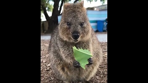 Cute funny Quokka -121