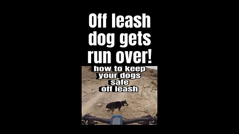 Dog get run over! How to prevent this!