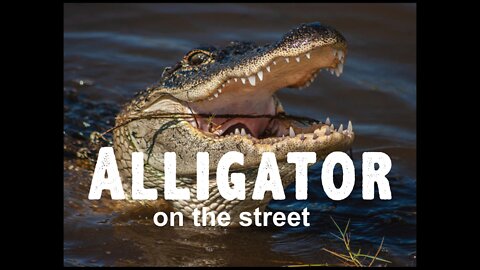 Alligator walking on the street