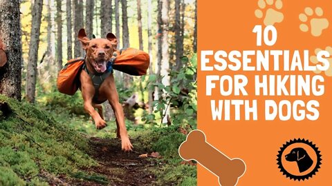 10 Essentials For Hiking With Dogs | DOG PRODUCTS 🐶 #BrooklynsCorner