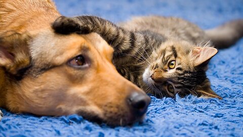 Unbelievable Friendship of Cat and Dog Video- You Won't Believe What Happens Next!