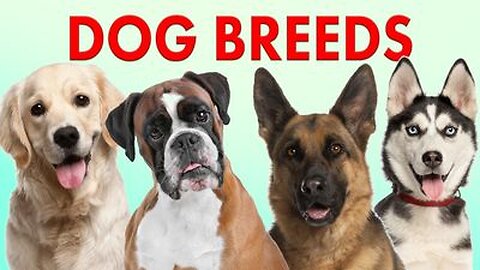 Baby dog|cute puppy Dog Breeds