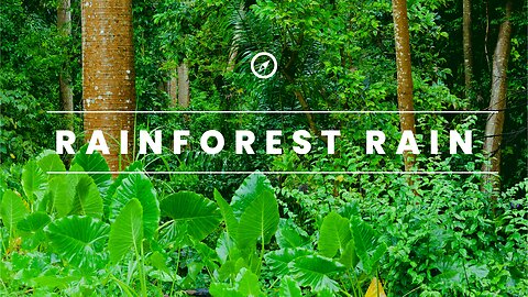 Rainforest Rain| Sounds for sleeping or studying| Rain sounds