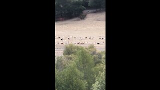 Big Goat Herd Across Briones Reservoir