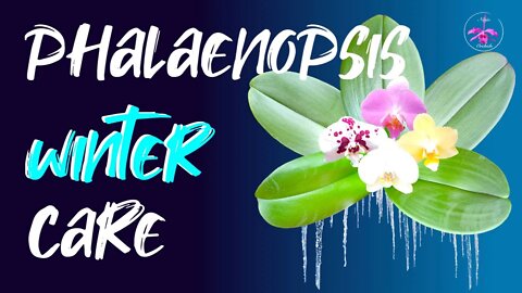 Phalaenopsis WINTER CARE | How to trigger SPIKES | Can I repot during winter | No frills care