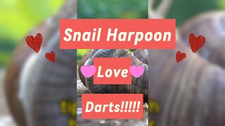 Fast Fact: Love Darts, A Snail's Surprising Method To Find Mates!