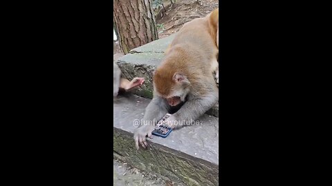 Monkey Funny Video (part-5)