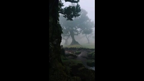 Rainy forest