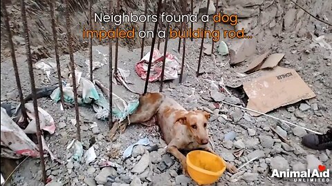 #animal rescue#. #Dog #rescue ? #Watch now. Surendra Dhimar. #Beautiful video