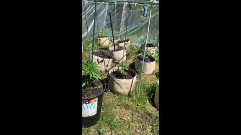 Derek Hunter Marijuana Grow gorilla glue flower & seed shortage