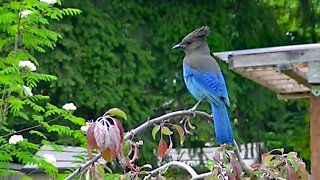 IECV NV #532 - 👀 Steller's Jay On The Weeping Cherry Tree Out Side The Window 🐦 5-6-2018