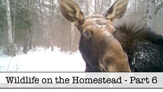Wildlife on the Homestead - Part 6