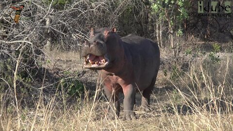 Surprised Hippo