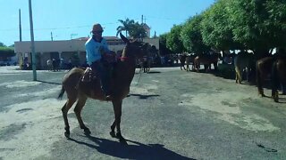 Burro Dengoso Passeando na Cidade de Wanderley