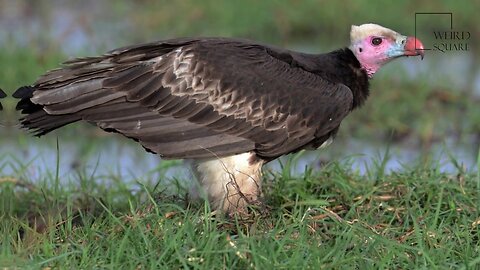 Interesting facts about white headed vulture by weird square