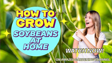 How to Grow Soy Beans At Home I Amazed Gardening I Grow Soybeans in balcony I Gardening tips & Ideas