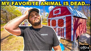 My FAVORITE backyard FARM ANIMALS is dead. How does this happen?