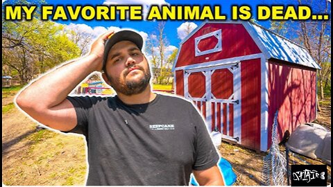 My FAVORITE backyard FARM ANIMALS is dead. How does this happen?