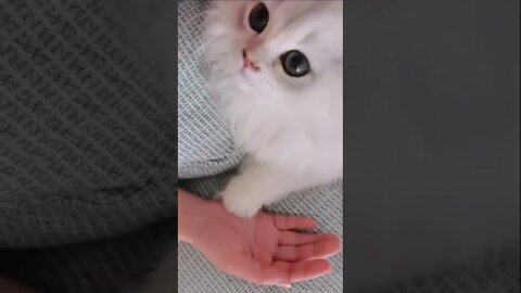 FUNNY CUTE KITTEN - Tiktok Compiled #Shorts