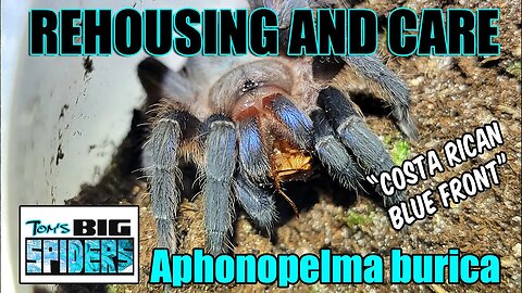 Aphonopelma burica "Costa Rican Blue Front" Rehouse and Care