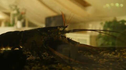 Large lobster in the aquarium of seafood restaurant