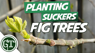 Propagating Figs Using Suckers - How To Grow A Fig Tree From A Pulling | Fig Tree Propagation