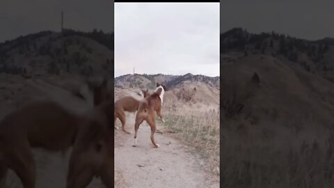 #dog #play #boiseidaho #mountains