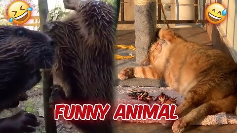 Animals Funny Moment. Funny Dog Funny Cat . Funny Video