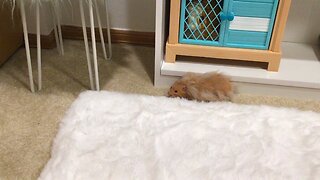 Spotlight On: Cream Puff! -Hamster Heaven