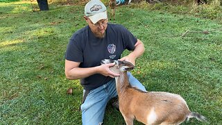 Checking For Worms 🪱 #ChamberlinFamilyFarms #goats #worms #homestead