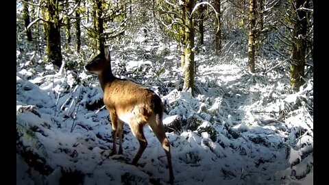 Deer In The Snow