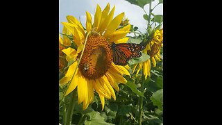 The Flowers And The Butterflies And Bees