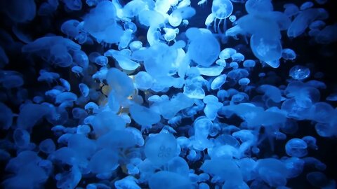 Track forward giant aquarium with moon jellyfish in slow motion. Hypnotising relaxing effect