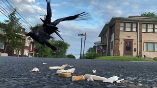 Crow Close-Up: Chicken& Bread