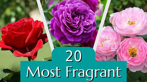 20 of the Most Fragrant Roses