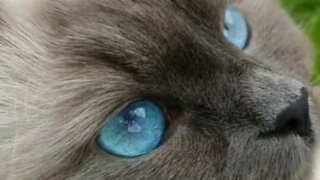 Siberian cat has the bluest eyes you'll ever see
