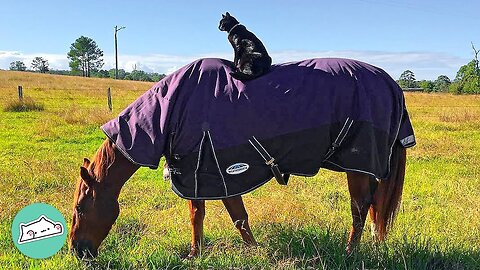 Shy Cat Can’t Resist Jumping On Horse’s Back | Furry Buddies