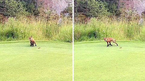 Golf ball gets peed on by mischievous fox